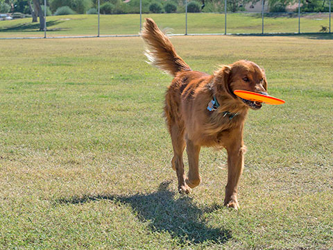 Dog Parks in Peoria