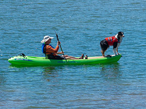 Man in kayak with dog